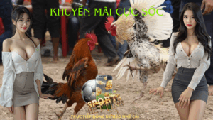 Đá Gà Tonhon Tại E2BET