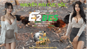 Đá Gà Đòn 2025: Xem Thomo Đòn Cựa Sắt HD 60FPS